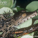 Illustration for article titled Sunday Crocodilian - Mecistops cataphractus Edition